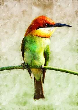 Bee Eater