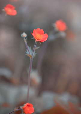Orange flowers in garden