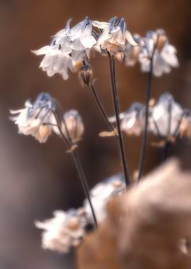 Delicate white flowers