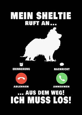 Mein Shetland Sheepdog