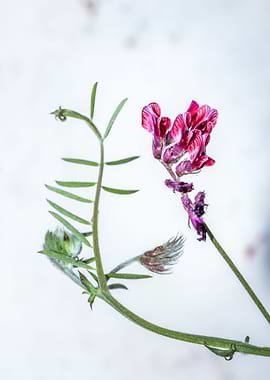 Purple vetch flower