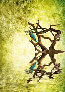 Kingfishers supper