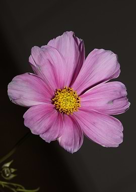 Flower cosmos bipinnatus