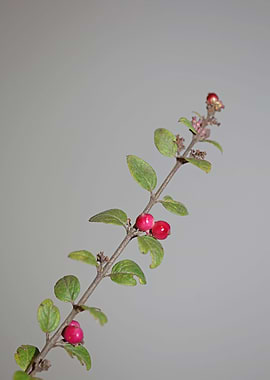 Symphoricarpos fruit macro
