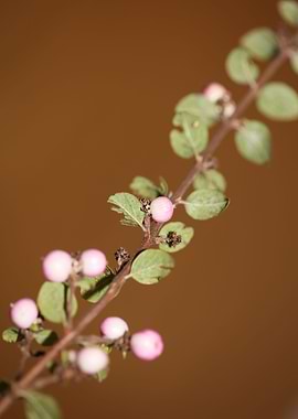 Wild flower fruit close up