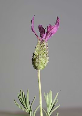 Lavandula flower close up