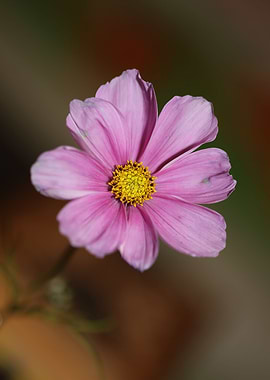 Purple cosmos flower macro