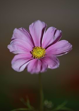 Purple cosmos flower macro