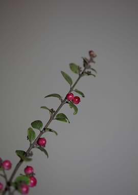 Wild flower fruit close up