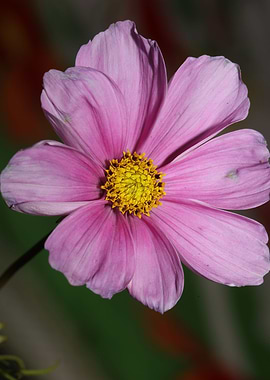 Purple cosmos flower macro
