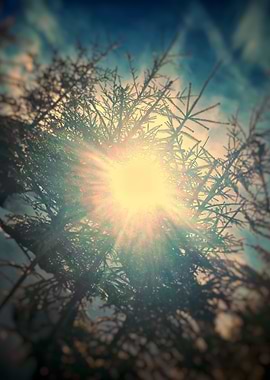 Sunshine through conifer