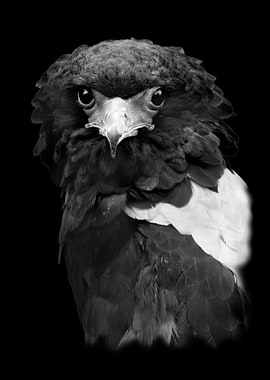 Bateleur Eagle Close Up