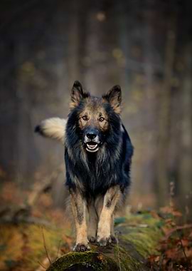 Autumn German Shepherd