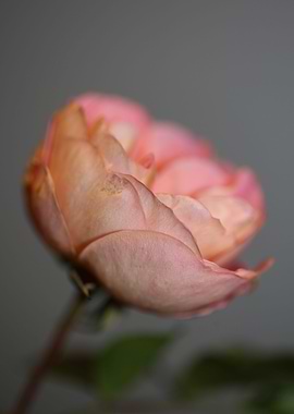 Pink rose flower blossom