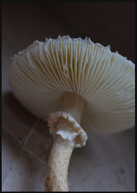 Mushroom
