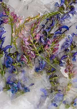 Frozen Flowers 01