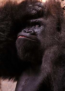 Thinking Gorilla