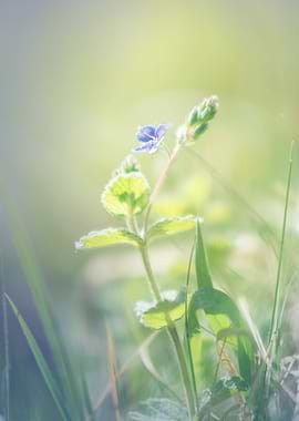 Blue wild flower, macro