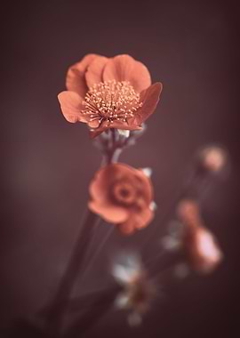 Orange flowers in garden