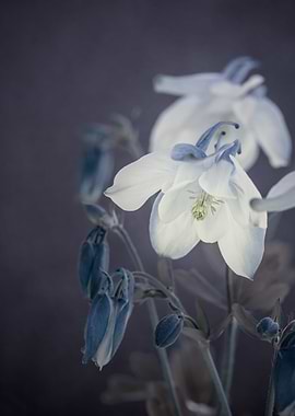 White garden flower, macro
