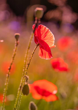 Red field poppy in meadow