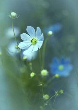 Floral arrangement, macro