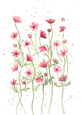 Pink Daisies