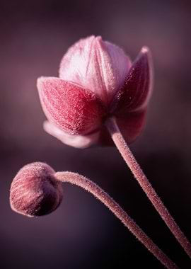 Pink flower, macro, garden