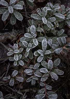 Frost covered lingonberry