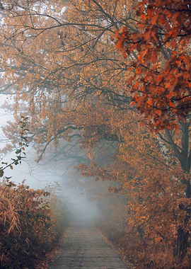 Autumn alley among trees