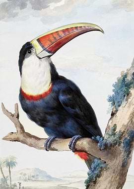 Redbilled Toucan