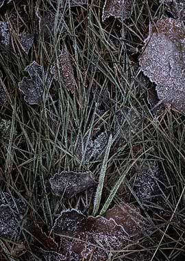 Frosty grass