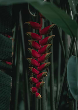 Heliconia rostrata