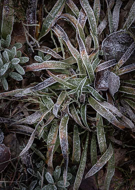 Frost covered ground
