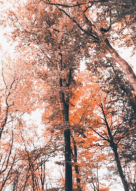 Vintage pink amber forest