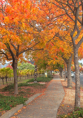 Walk under the Red Trees