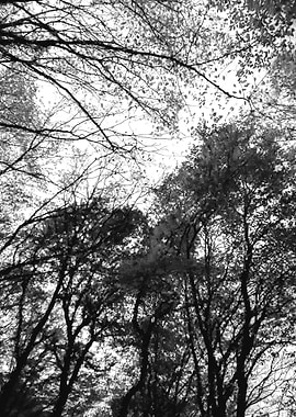 Black and white forest sky