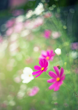 Pink flower, macro, garden