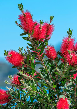 callistemon in the garden