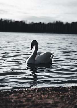 Swan