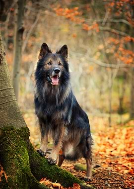 Autumn German Shepherd