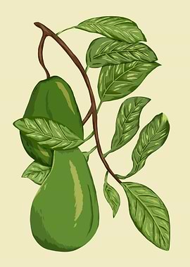 Avocado Botanical Art