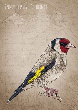 Goldfinch