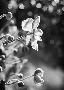 B&W, Anemones,flower,stars