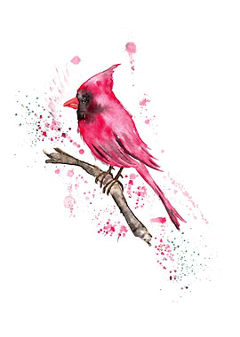 Red Cardinal on branch