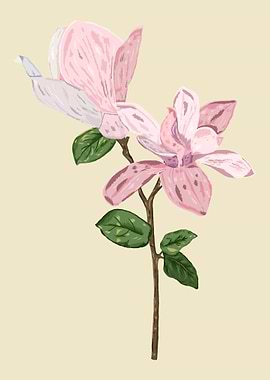 Magnolia Botanical Art
