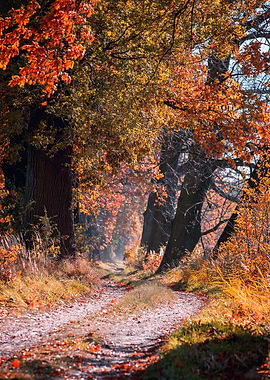 Autumn alley among trees