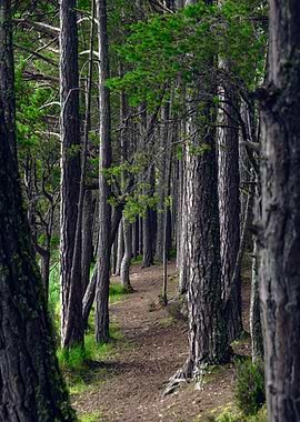 Forest in Scotland