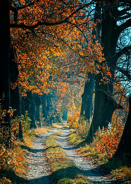 Autumn alley among trees