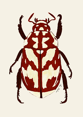 Red beetle
